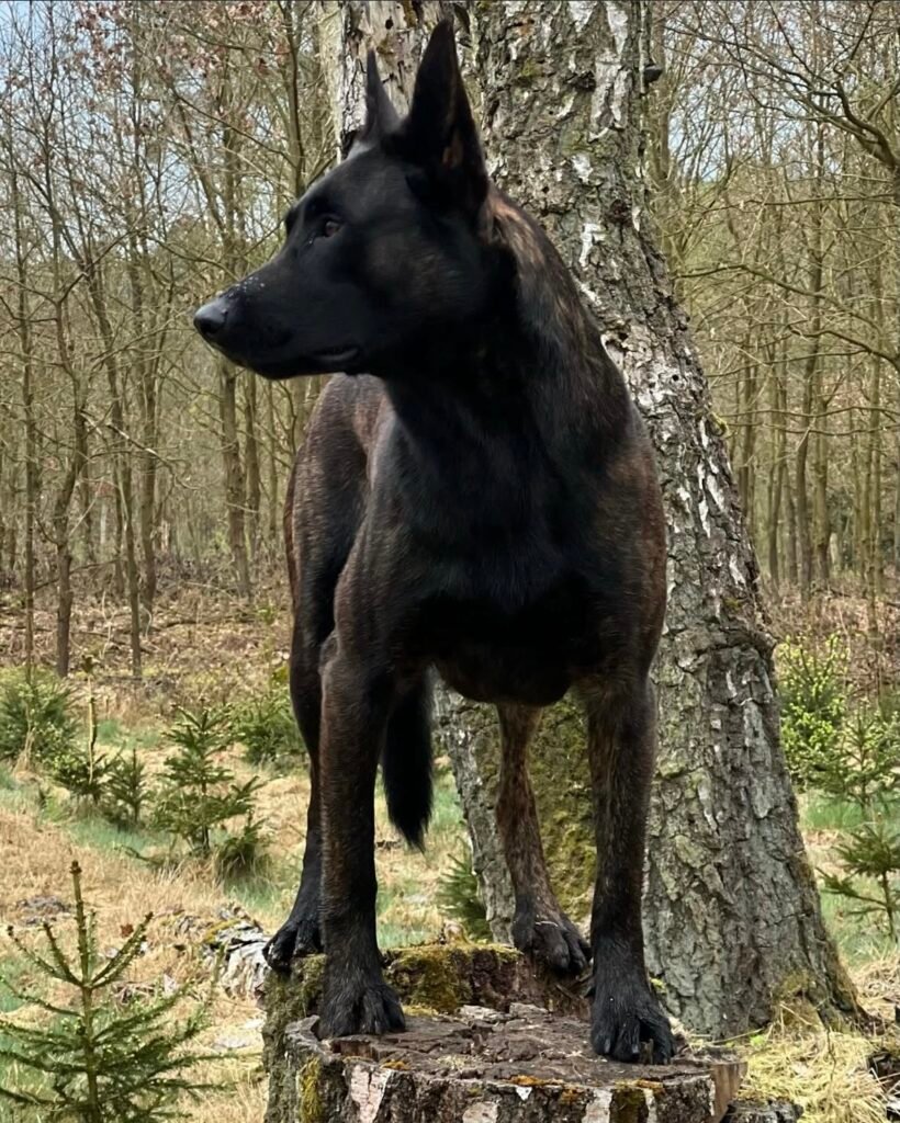Dutch Shepherd Family Protection Dog