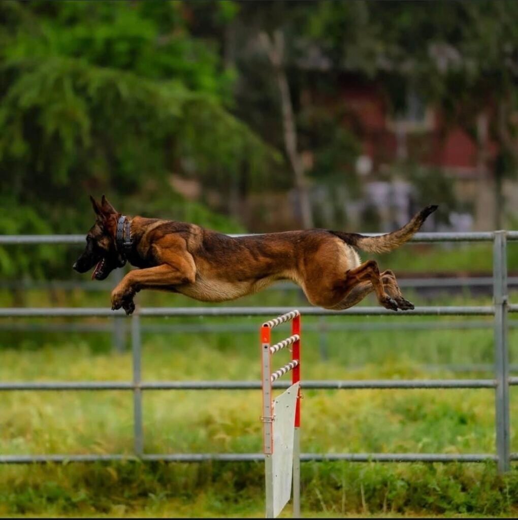 Belgian Malinois Protection Dog Jumping