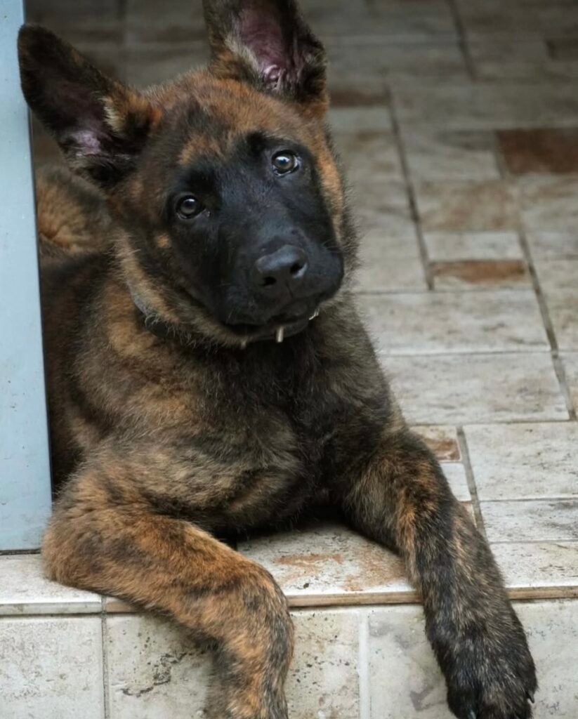 Belgian Malinois Personal Protection Dog Puppy