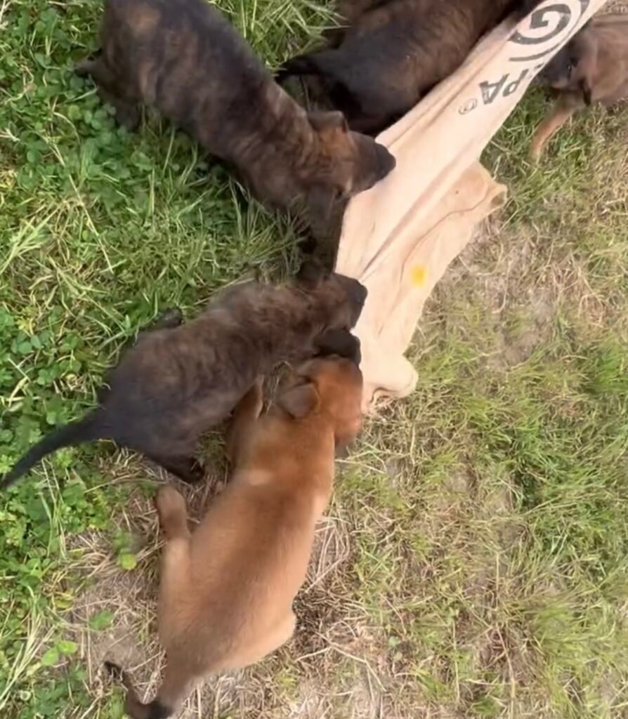 Belgian Malinois Puppies Biting