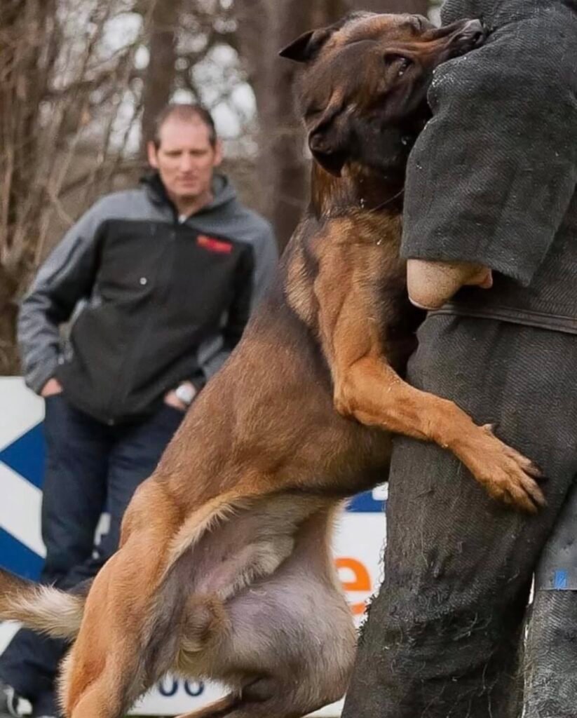 KNPV Belgian Malinois