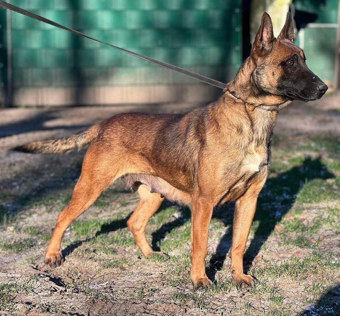 Belgian Malinois Fully Trained Protection Dog