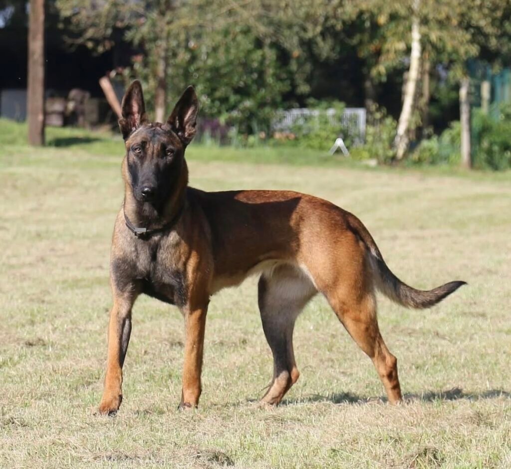 Belgian Malinois Protection Dog