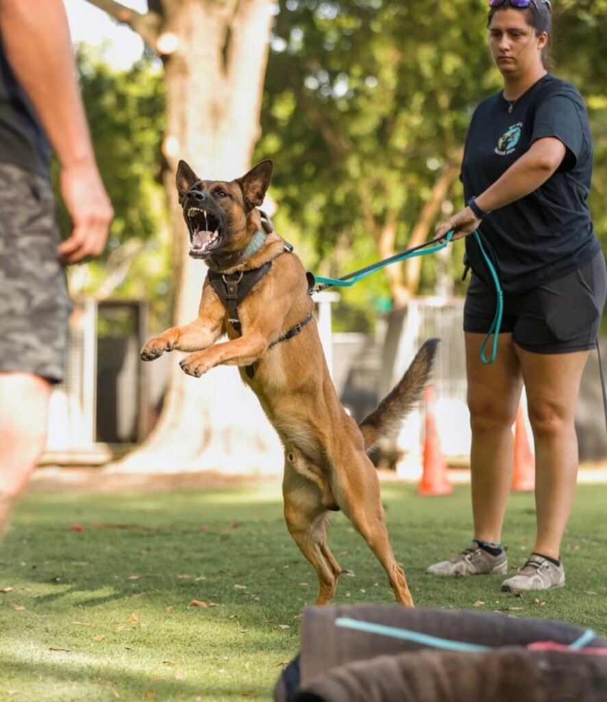 Belgian Malinois Protection Dog Trained