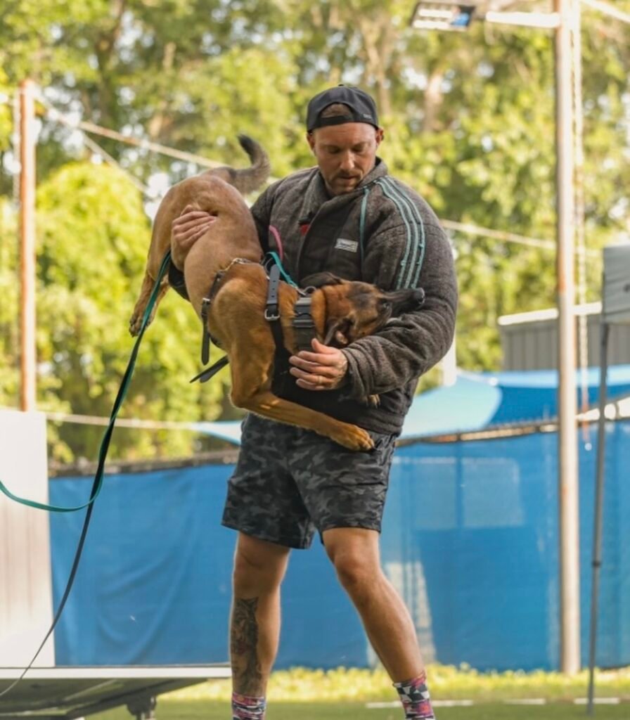 Belgian Malinois Bicep Bite
