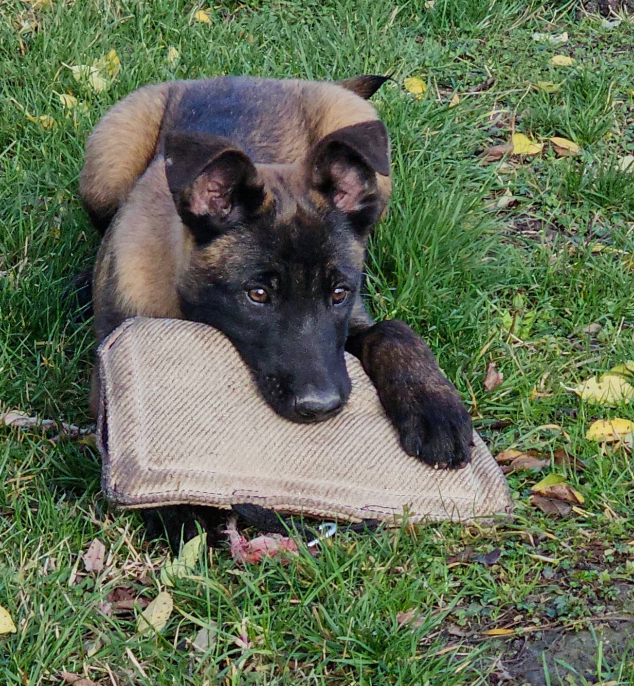 Belgian Malinois Puppy Bite Development