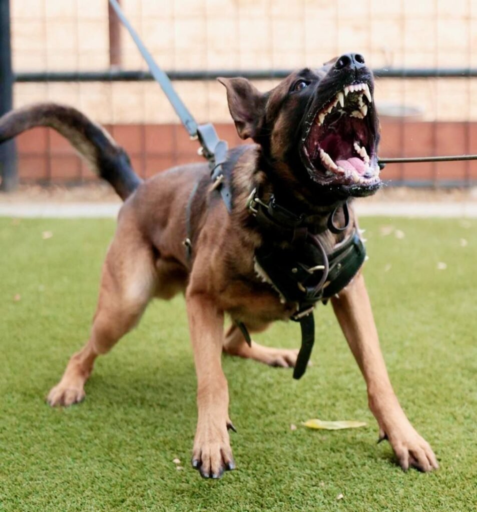 Belgian Malinois Protection Dog in Aggression