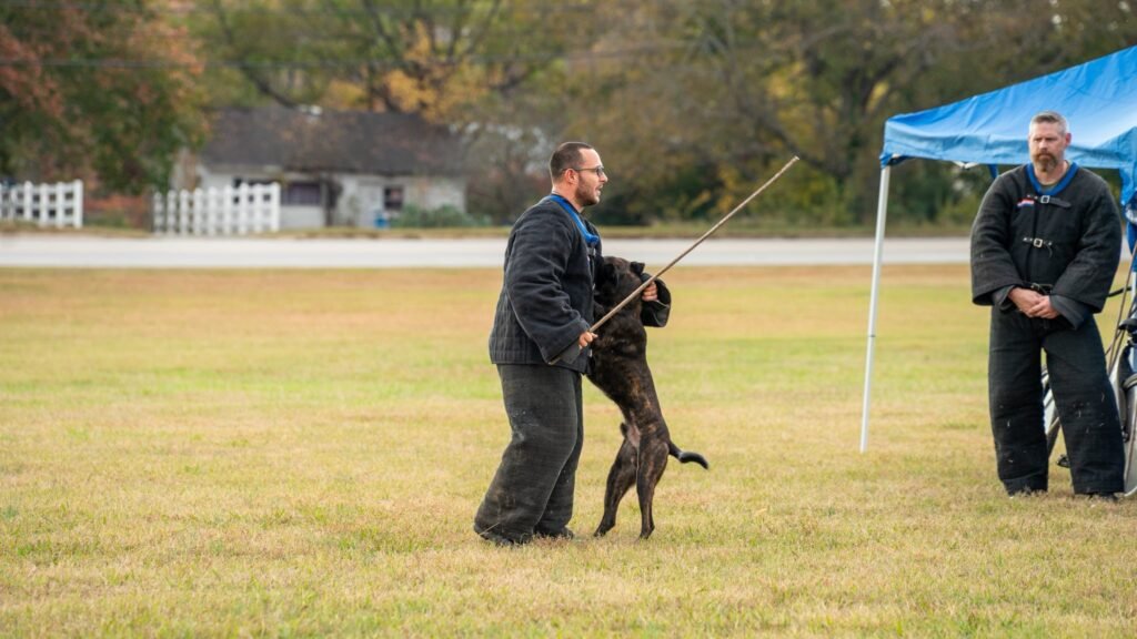 KNPV Training with Dutch Shepherd