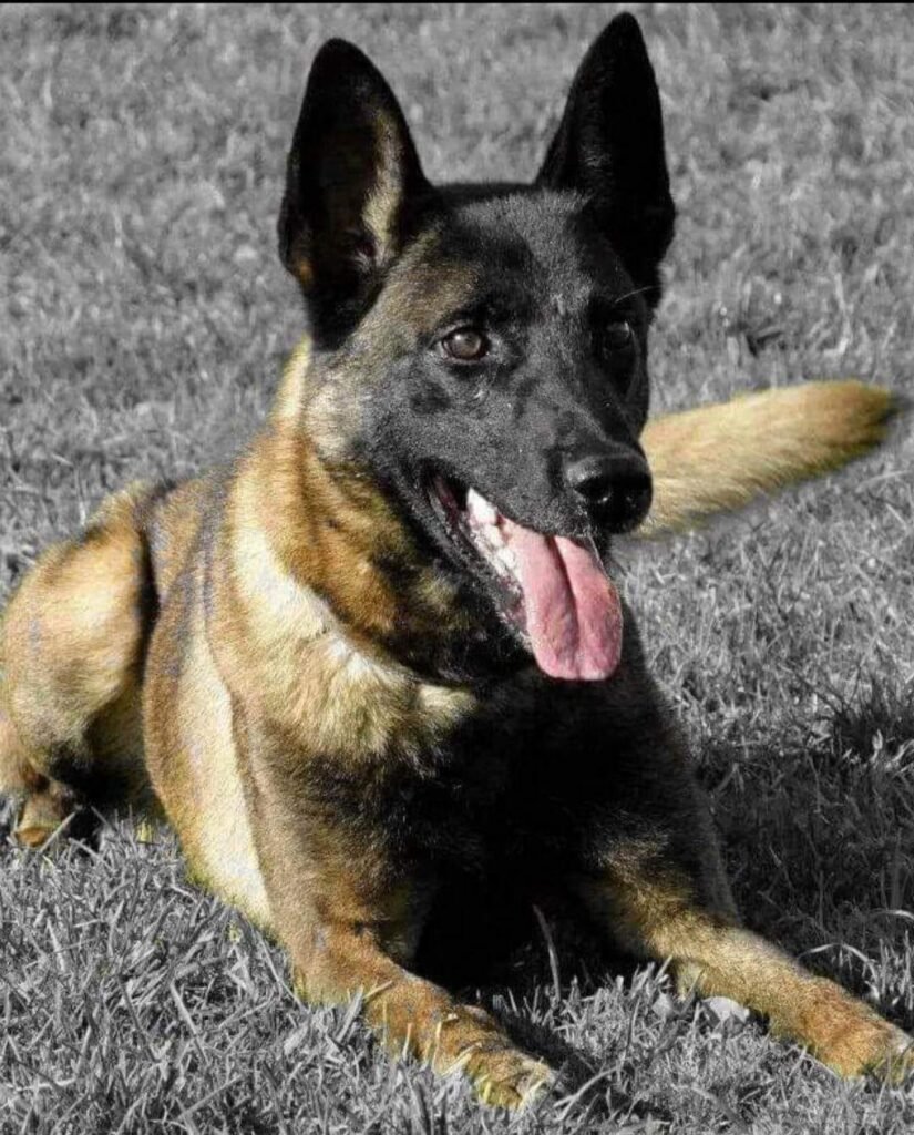 NVNK Belgian Malinois Haras from OJT Kennels