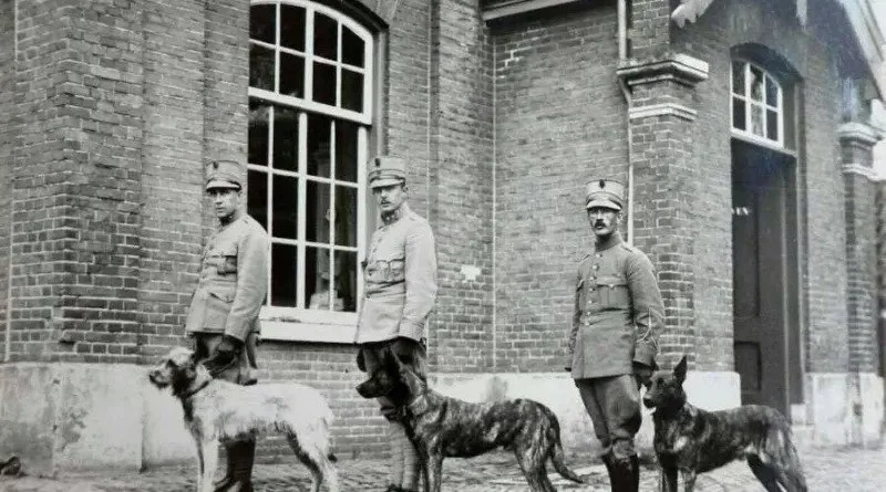 Belgian Shepherd Collection