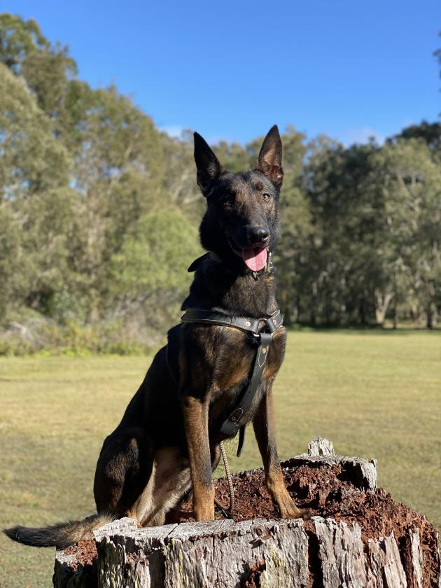 Belgian Malinois Fully Trained Protection Dog