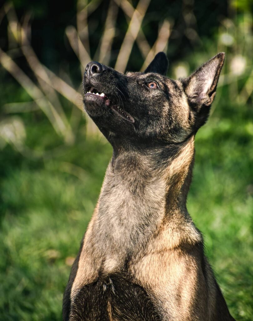 Belgian Malinois Protection Dog